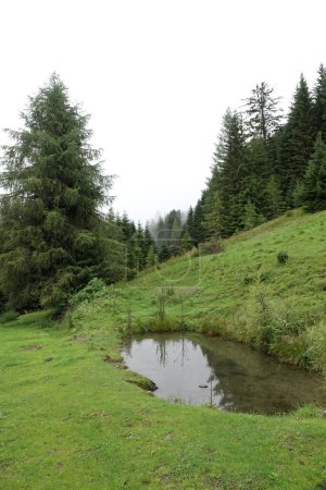 Natural closeup on a small pond in the Carinthian alps surrounded by pine-trees