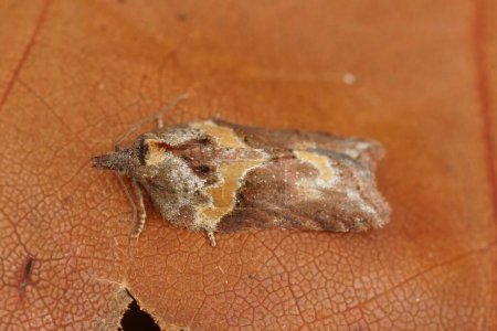Natural closeup of the small Sallow Button moth, Acleris hastiana on a piece of wood