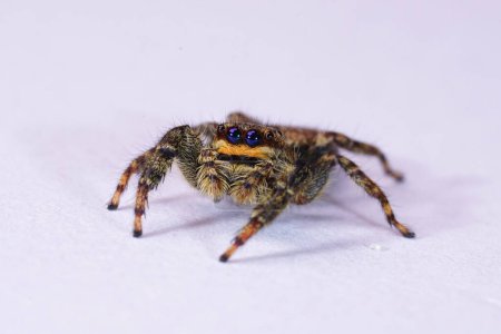 Gros plan naturel sur une petite araignée sauteuse European Fencepost, Marpissa muscosa assise sur fond blanc