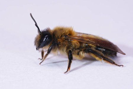 Gros plan naturel sur une femelle de la grande saule volante rare et précoce, abeille minière, Anderna apicata sur fond blanc