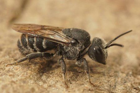 Primer plano detallado de la abeja cucú cleptoparásita negra, Stelis simillima de Gard, Francia
