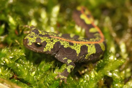 Detailed closeup on the colorful endangered green European marbled newt, Triturus marmoratus sitting on moss