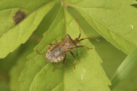 Natural closeup on the brown Dock bug, Coreus marginatus, sitting on a green leaf
