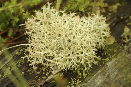 Natural closeup on a reindeer lichen or the cream cup lichen, Cladonia portentosa