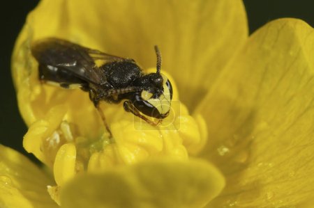 Gros plan naturel sur la rare petite abeille masquée de la forêt, Hylaeus rinki, avec son antenne remarquable sur une fleur de buttercup jaune