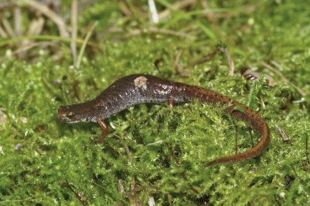 Primer plano de cuerpo completo en una salamandra Foer-toed adulta, Hemidactylium scutatum en musgo verde