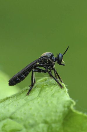 Vertical natural closeup on a violet black-legged robber fly, Dioctria atricapilla sitting on a green leaf