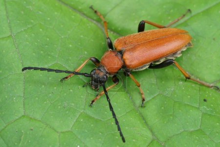 Natural closeup on a bulke Red-brown Longhorn Beetle , Corymbia or Stictoleptura rubra on a green leaf