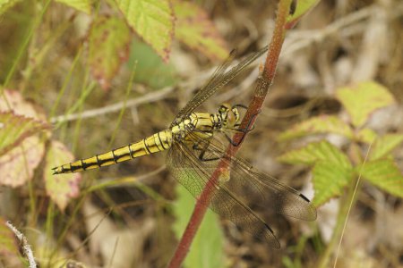 Natural closeup on a black tailed skimmer dragonfly, Orthetrum cancellatum hanging in the vegetation
