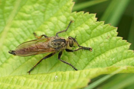 Natural closeup on the large hairy Golden-tabbed Robberfly, Eutolmus rufibarbis sitting on a green leaf