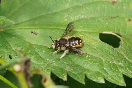 Natürliche Nahaufnahme einer männlichen europäischen Wollbiene, Anthidium manicatum, die in einem grünen Blatt im Garten sitzt