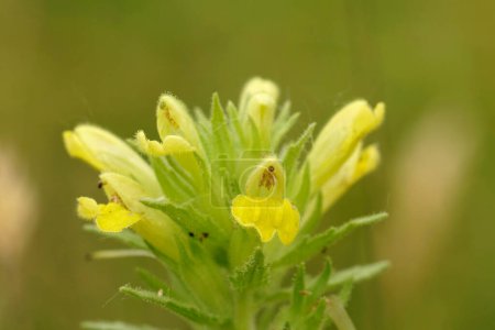 Natural closeup on a flowering European yellow bartsia or glandweed, Parentucellia viscosa