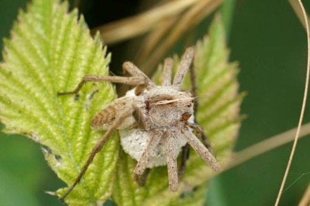 Gros plan naturel sur une araignée de la pépinière, Pisaura mirabelis, protégeant son sac à ?ufs