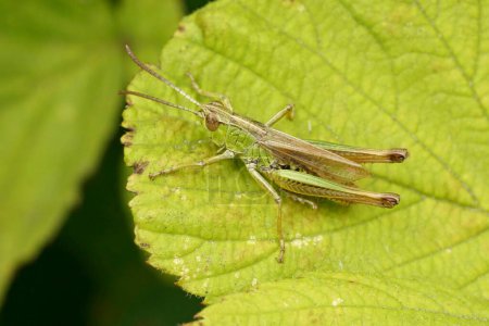 Natural closeup on the common meadow grasshopper, Pseudochorthippus parallelus, sitting on a green leaf