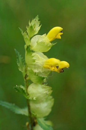 Photo for Natural closeup on a yellow flowering greater yellow-rattle , Rhinanthus angustifolius, a root-parasite plant - Royalty Free Image