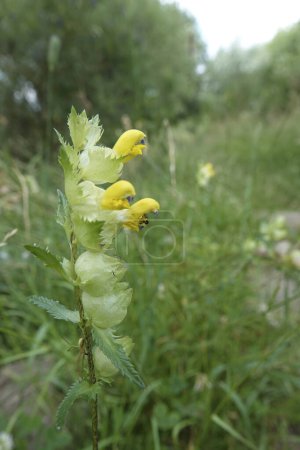 Natural closeup on a yellow flowering greater yellow-rattle , Rhinanthus angustifolius, a root-parasite plant