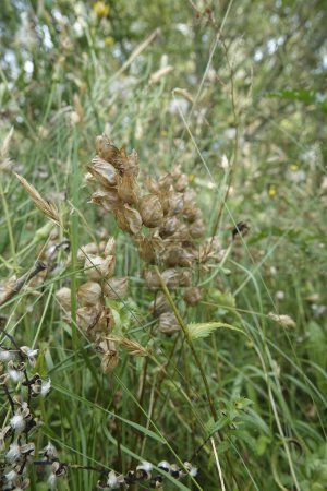 Natural closeup on dried seed-boxes of the greater yellow-rattle , Rhinanthus angustifolius, a root-parasite plant
