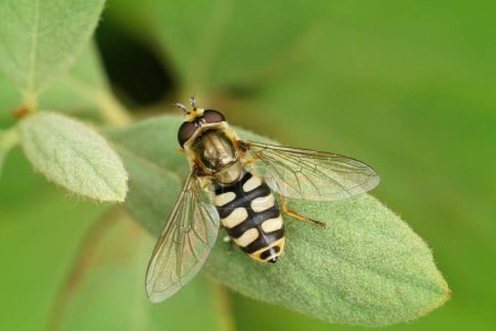 Natural closeup on the small Migrant hoverfly, Eupeodes corollae, sitting on a green leaf in the garden