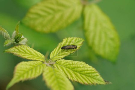 Gros plan naturel sur le petit chêne métallique Joyau ou splendeur du scarabée, Agrilus biguttatus assis sur une feuille verte