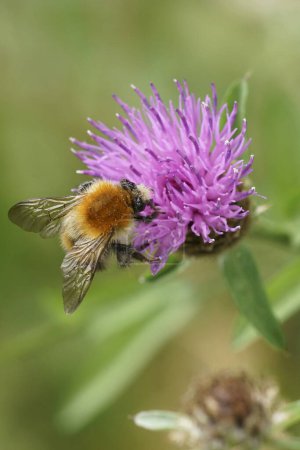 Primer plano vertical natural en un abejorro de banda marrón esponjoso, Bombus pascuorum sentado en una flor de ambrosía púrpura