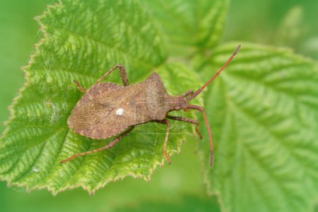 Natural closeup on the brown Dock bug, Coreus marginatus, sitting on a green leaf