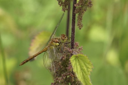 Gros plan naturel sur un dard commun, libellule, Sympetrum striolatum suspendu dans la végétation