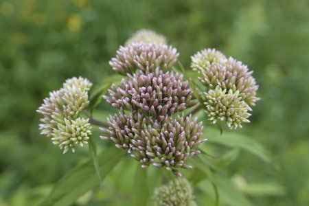 Natural closeup on the emerging flower heads of the hemp-agrimony or holy rope, Eupatorium cannabinum