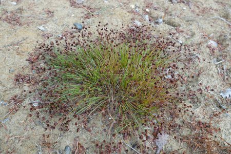 Primer plano natural en la pequeña hierba de pantano de aspecto amable, la fiebre del club de cerdas o bulrush, Isolepis setacea