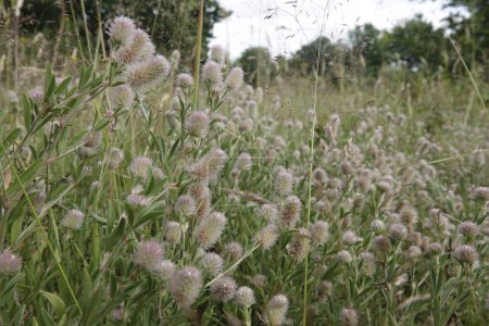 Gros plan naturel sur une agrégation duveteuse de trèfle à pattes de lièvre ou de lapin, Trifolium arvens in the field
