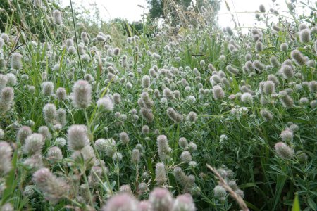 Natürliche Nahaufnahme auf einer flauschigen Ansammlung von Kaninchen- oder Hasenfuß-Klee, Trifolium arvens im Feld
