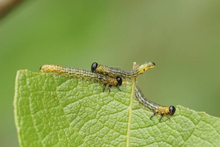 Detailed closeup on the the spotted larvae of the Willow sawfly , Nematus salicis on Salix caprea in the garden
