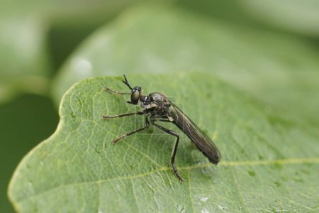Natural closeup of a Striped-legged Robber Fly, Dioctria hyalipennis on a green background