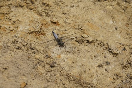 Gros plan naturel d'une libellule écumeuse à carène mâle adulte bleue, Orthetrum coerulescens posée sur le sol
