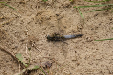 Photo for Natural closeup of a blue adult male keeled skimmer dragonfly, Orthetrum coerulescens posed on the ground - Royalty Free Image