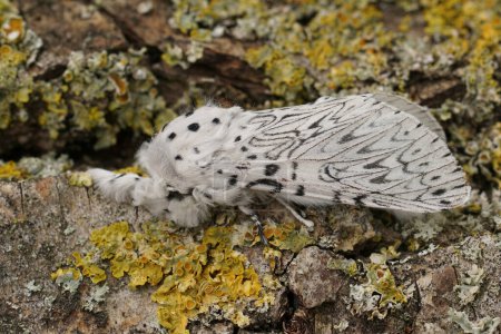Großaufnahme auf dem weißen Kater Motte, Cerura erminea sitzt mit geschlossenen Flügeln auf einem Stück Holz im Garten