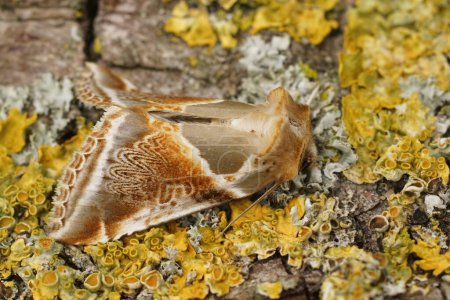 Detailed closeup on the colorful buff arches owlet moth, Habrosyne pyritoides, sitting on wood