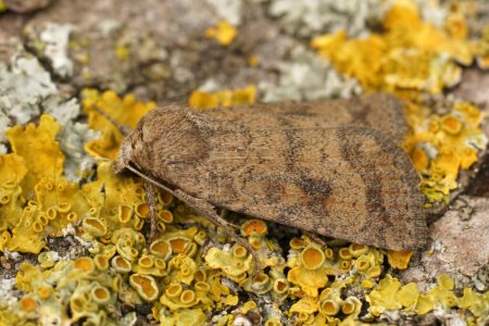 Natural detailed closeup of the brown mottled rustic owlet moth, Caradrina morpheus on a wood7