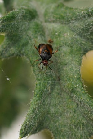 Natural vertical closeup on a dark form of the red mirid bug, Deraeocoris ruber sitting on a green leaf
