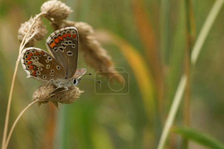 Natural closeup on a small, fresh emerged Brown Argus butterrfly, Aricia agestis sitting in a grassland