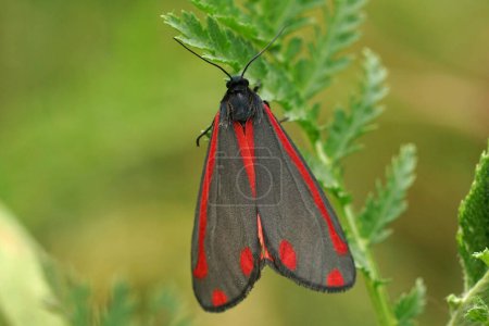 Colorful closeup on a red , metallic blue cinnabar moth, Tyria jacobaeae sitting on a green Tansy leaf