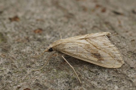 Detailed closeup on the light-brown garden pebble crambid moth, Evergestis forficalis, sitting on wood
