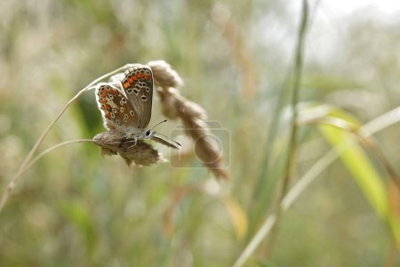 Natural closeup on a small, fresh emerged Brown Argus butterrfly, Aricia agestis sitting in a grassland