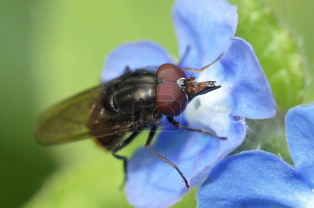 Gros plan naturel d'une mouche commune, Rhingia campestris, sur une fleur bleue de Pentaglottis sempervirens
