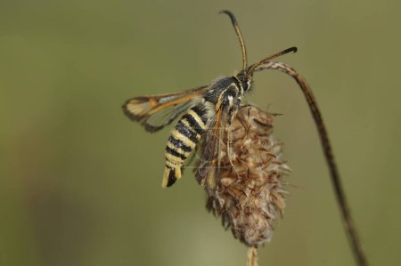 Natural closeup on the six-belted clearwing moth, Bembecia ichneumoniformis