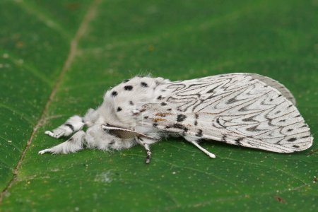 Natürliche Nahaufnahme auf dem weißen Kater Motte, Cerura erminea sitzt mit geschlossenen Flügeln auf einem grünen Blatt