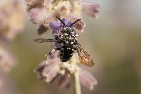 Primer plano natural sobre una abeja cucú mediterránea blanca y negra, especie Thyreus sobre una flor púrpura