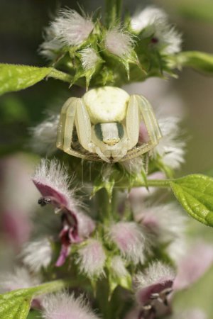 Natural vertical closeup on a white European crab spider, hiding camouflaged between flowers