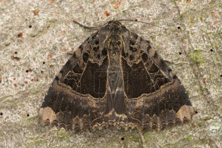 Natural detailed closeup on the old lady or black underwing owlet moth, Mormo maura