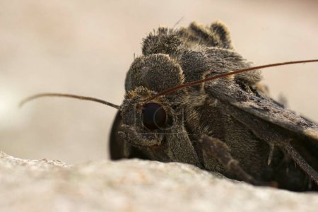 Natural frontal detailed closeup on the old lady or black underwing owlet moth, Mormo maura