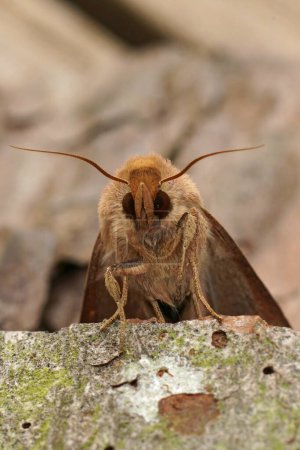 Detailed frontal closeup on the orange brown colored Clay owlet moth , Mythimna ferrago sitting on wood